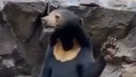 LJUDI OSTALI BEZ TEKSTA Za ovog medveda misle da je čovek (VIDEO)
