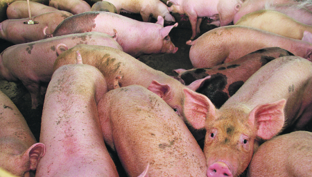 STRAŠNO Ubijeno 20.000 svinja zbog zarazne bolesti: Afrička kuga širi se Srbijom!