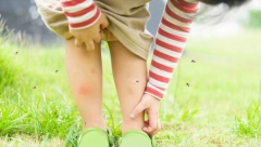 SVE VIŠE ZARAŽENIH U EVROPI Komarci koji ujedaju danju prenose opaki Denga virus, groznica izazvica krvarenje desni