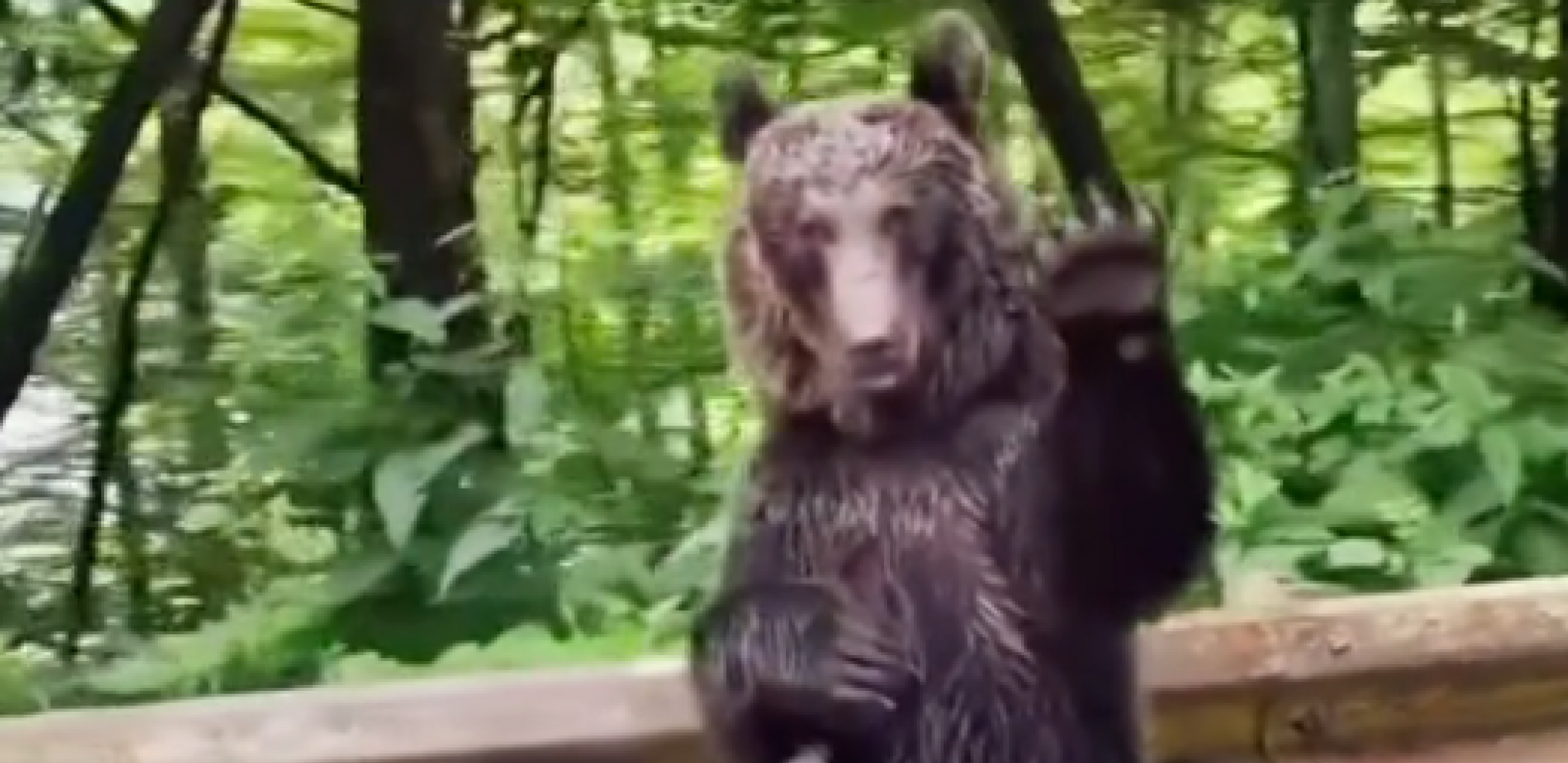 MEDVED MAHAO VOZAČIMA Ljudi nisu mogli da veruju, u čudu snimali nesvakidašnji prizor (VIDEO)