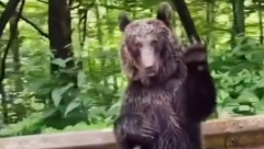 MEDVED MAHAO VOZAČIMA Ljudi nisu mogli da veruju, u čudu snimali nesvakidašnji prizor (VIDEO)
