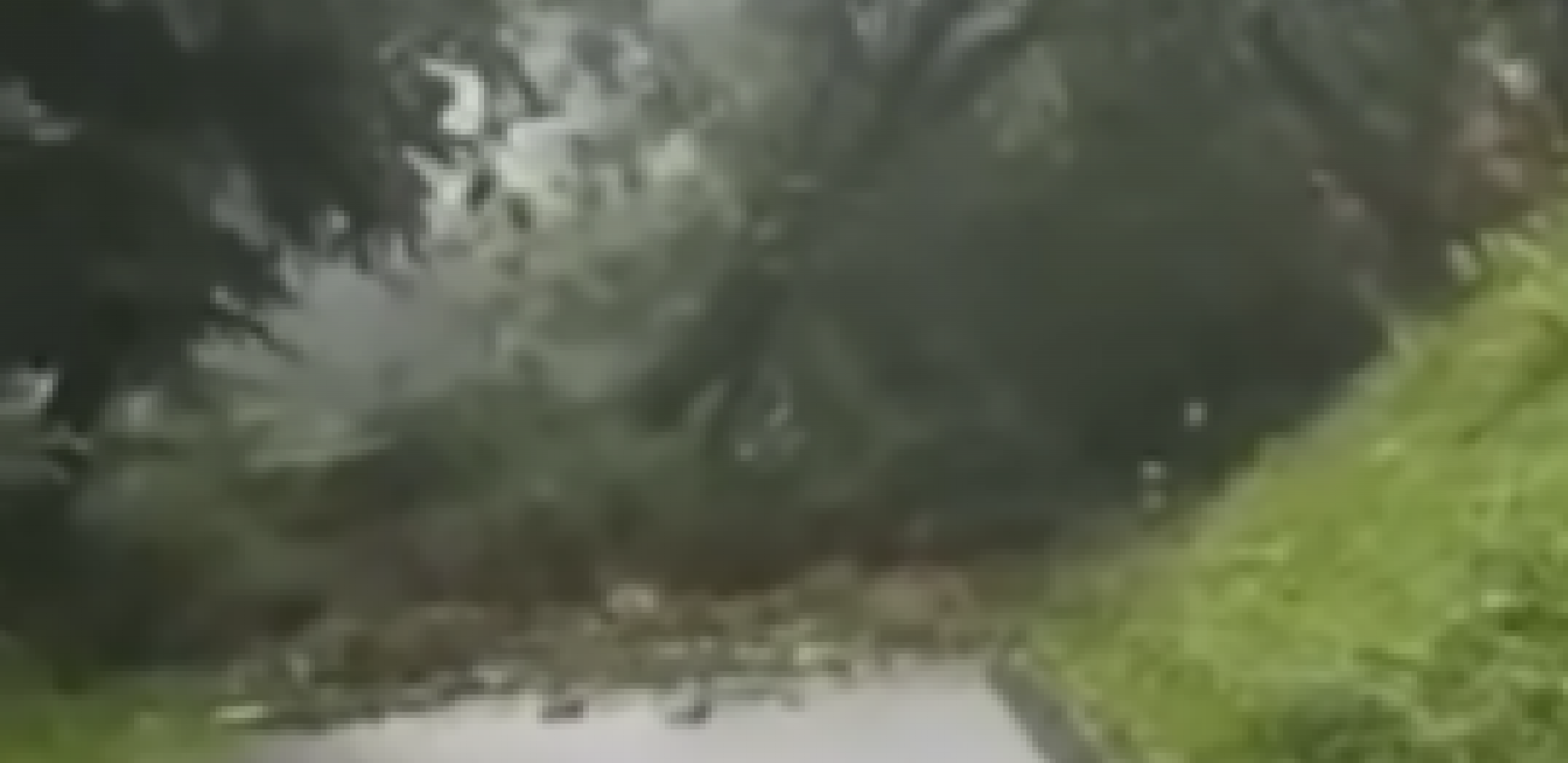 ČOVEK PRILAZI, A DRVEĆE PADA POSRED PUTA! Kamera zabeležila jezivu scenu u Sloveniji (VIDEO)