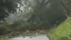 ČOVEK PRILAZI, A DRVEĆE PADA POSRED PUTA! Kamera zabeležila jezivu scenu u Sloveniji (VIDEO)