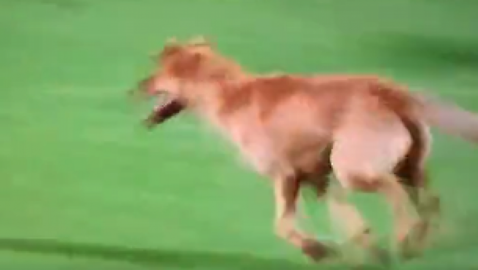 PREKID NA KARAĐORĐU Nezvani gost uleteo na teren (VIDEO)