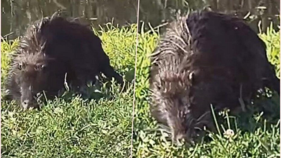 NEOBIČNA ŽIVOTINJA UZNEMIRILA MEŠTANE KRNJAČE Nije pametno približavati im se