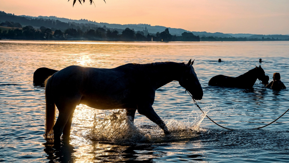POPLAVA ZAROBILA 150 KONJA "Do večeras će se svi podaviti"