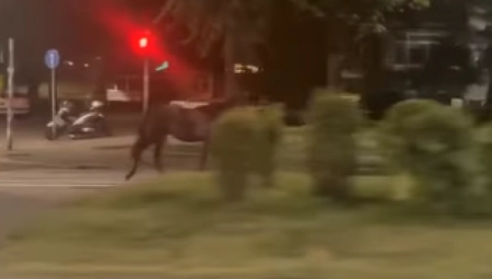 "KONJ MI SE SAMO POJAVIO PRED KOLIMA" Žena koja je udarila životinju dala izjavu u policiji
