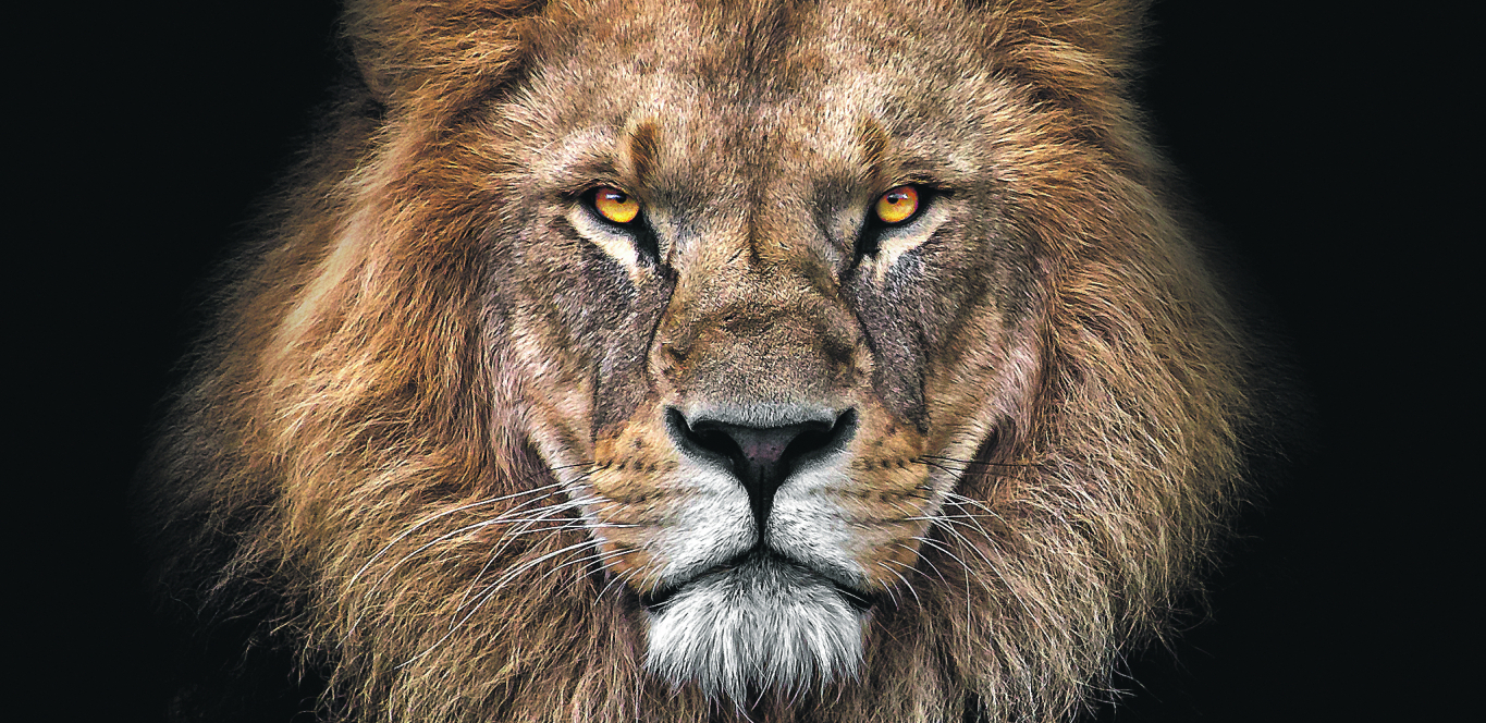 VIC DANA Piju lav i bik u kafani čitavo veče...