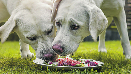 RECEPT DANA I meso i povrće jer vaša kuca zaslužuje najbolje