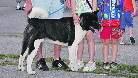 Američka akita je velika i moćna rasa pasa koja mora da ima stalnu fizičku aktivnost