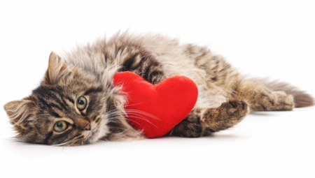 ISTRAŽIVANJE: Ovo su glavni znaci da ste OMILJENA OSOBA vaše mačke