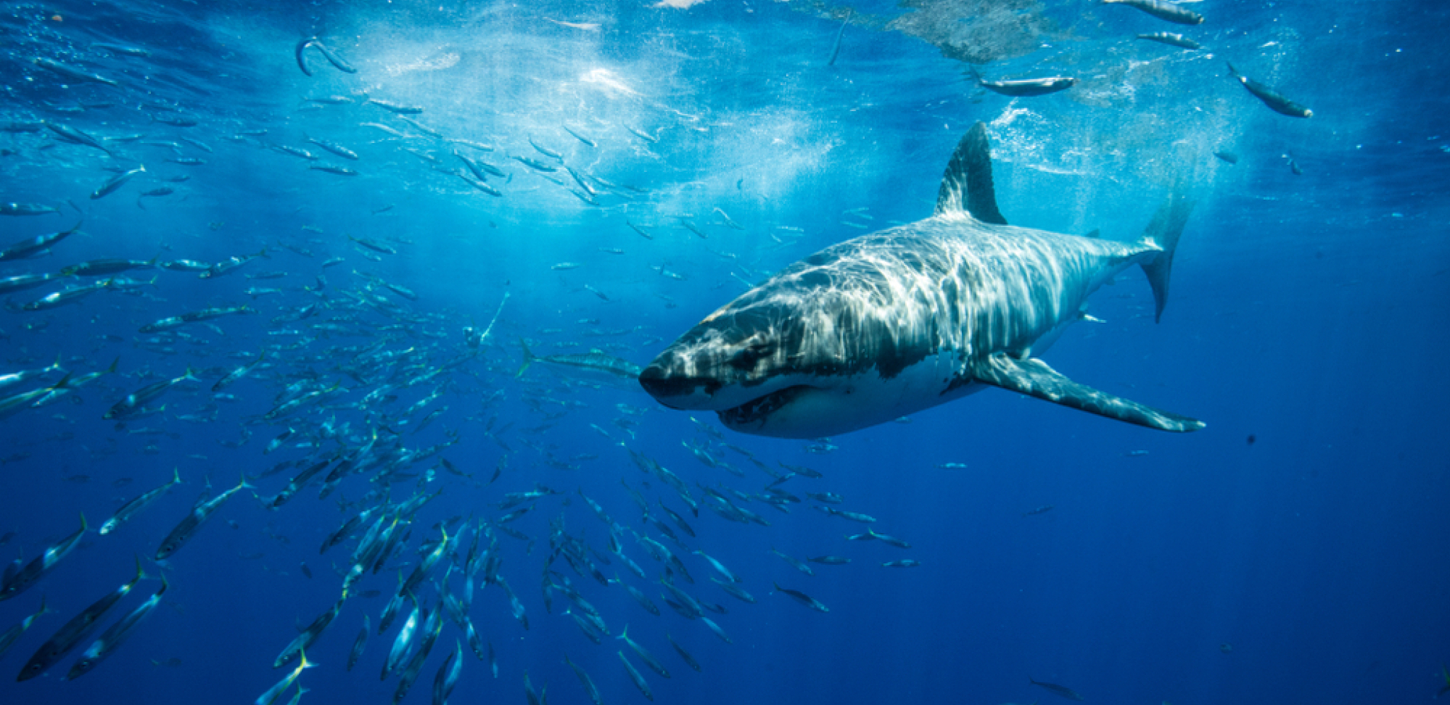 "POMAHNITALE" AJKULE MOŽDA SU IZLOŽENE OPASNOJ DROGI Stručnjaci otkrili neobično ponašanje vodenih predatora