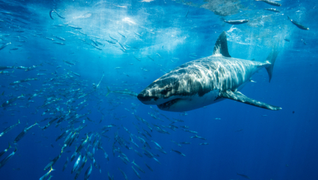 AJKULA NAPALA DEVOJKU (19) NA POPULARNOJ PLAŽI: Bila je u vodi do struka, ima ozbiljne povrede i ne zna kako se spasila (VIDEO)