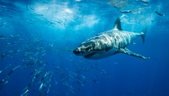 AJKULA NAPALA DEVOJKU (19) NA POPULARNOJ PLAŽI: Bila je u vodi do struka, ima ozbiljne povrede i ne zna kako se spasila (VIDEO)