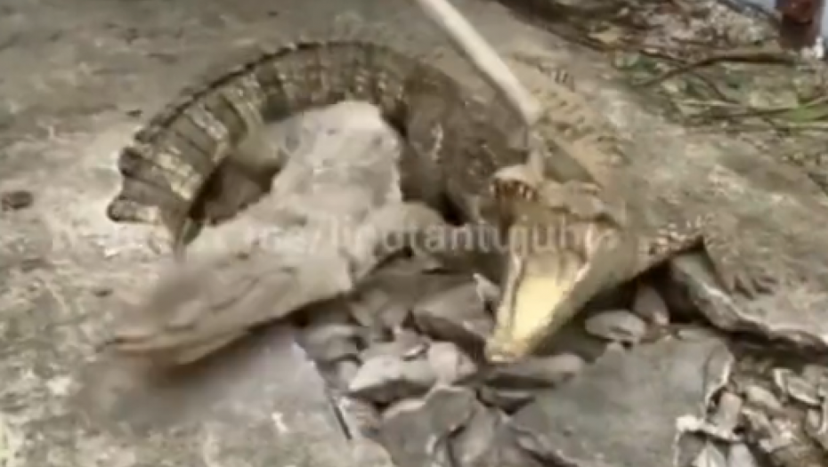 ČULI ZVUK IZ TROTOARA, NISU MOGLI DA VERUJU ŠTA SU PRONAŠLI Iz rupe izašla tri aligatora (VIDEO)