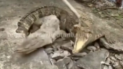 ČULI ZVUK IZ TROTOARA, NISU MOGLI DA VERUJU ŠTA SU PRONAŠLI Iz rupe izašla tri aligatora (VIDEO)