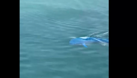 U HERCEG NOVOM SE NIJE POJAVILA AJKULA: “Senzacionalistički natpisi medija, u pitanju je riba lampuga”