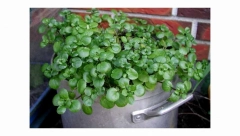 SADITE U SEPTEMBRU, BERITE DO PROLEĆA Prijateljica mladosti, hrana i lek, ova biljka je zvanično proglašena za najzdraviju na svetu