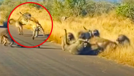 MAJMUNI PROTIV PREDATORA Urbesna scena opšte tuče babuna i leoparda, izmlatili ga za sva vremena! (VIDEO)
