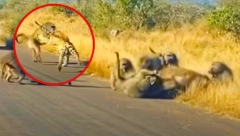 MAJMUNI PROTIV PREDATORA Urbesna scena opšte tuče babuna i leoparda, izmlatili ga za sva vremena! (VIDEO)