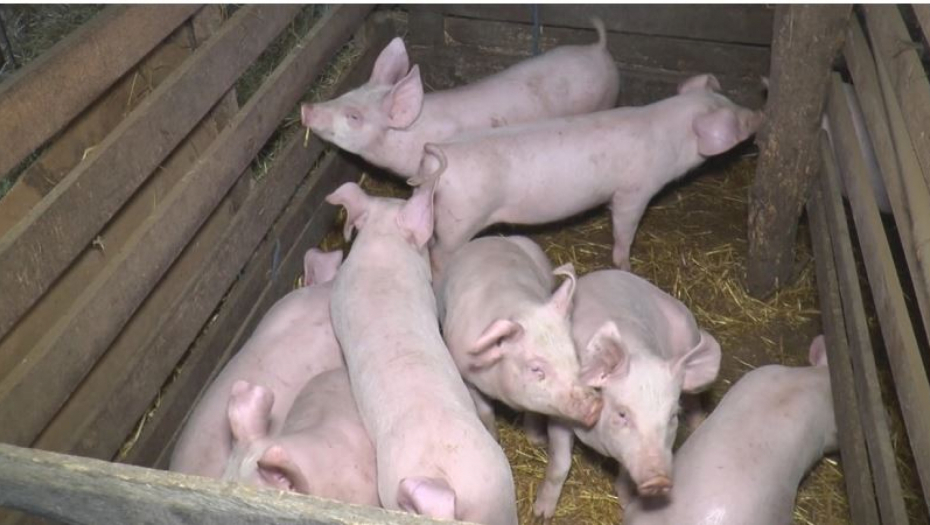 VANREDNA SITUACIJA U POŽAREVCU: Štab za vanredne situacije doneo odluku zbog afričke kuge svinja