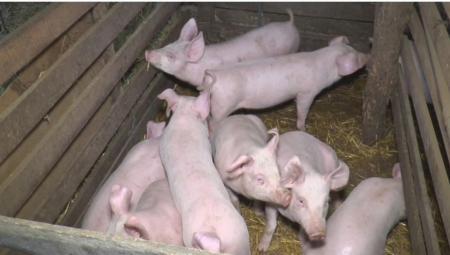 VANREDNA SITUACIJA U POŽAREVCU: Štab za vanredne situacije doneo odluku zbog afričke kuge svinja