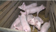 DONETA JE VAŽNA ODLUKA Uskoro odjava afričke kuge svinja na području 10 opština