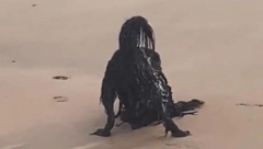 KAKVO JE OVO STVORENJE? Dlakavo crno "čudovište" užasnulo turistu na plaži (VIDEO)