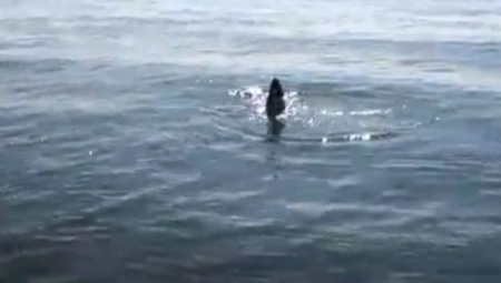 MISTERIOZNO MORSKO STVORENJE ZAPREPASTILO RIBARA Prizor izazvao burne reakcije na internetu - gde mu je telo? (VIDEO)