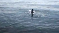 MISTERIOZNO MORSKO STVORENJE ZAPREPASTILO RIBARA Prizor izazvao burne reakcije na internetu - gde mu je telo? (VIDEO)