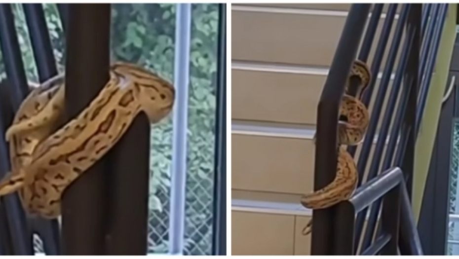 OGROMAN PITON OD 3 METRA SE UŠUNJAO U SOBU Zver ujela radnika, a onda je uradila nešto čudno