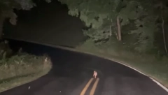 NA PUTU JE VIDEO ČUDNO STVORENJE I ZASTAO JE Kada je zaustavio automobil, nije mogao da veruje šta vidi (VIDEO)
