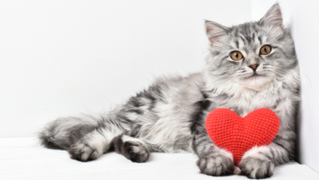 ISTRAŽIVANJE OTKRILO NEOČEKIVANE STVARI: Glavni znaci da ste OMILJENA OSOBA svoje mačke