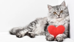 ISTRAŽIVANJE OTKRILO NEOČEKIVANE STVARI: Glavni znaci da ste OMILJENA OSOBA svoje mačke