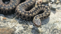 ZMIJA JE UGRIZLA ZA RUKU, KRV ŠIKLJALA NA SVE STRANE Mia otkrila kroz kakav je horor prošla: "Srušila sam se na pod"