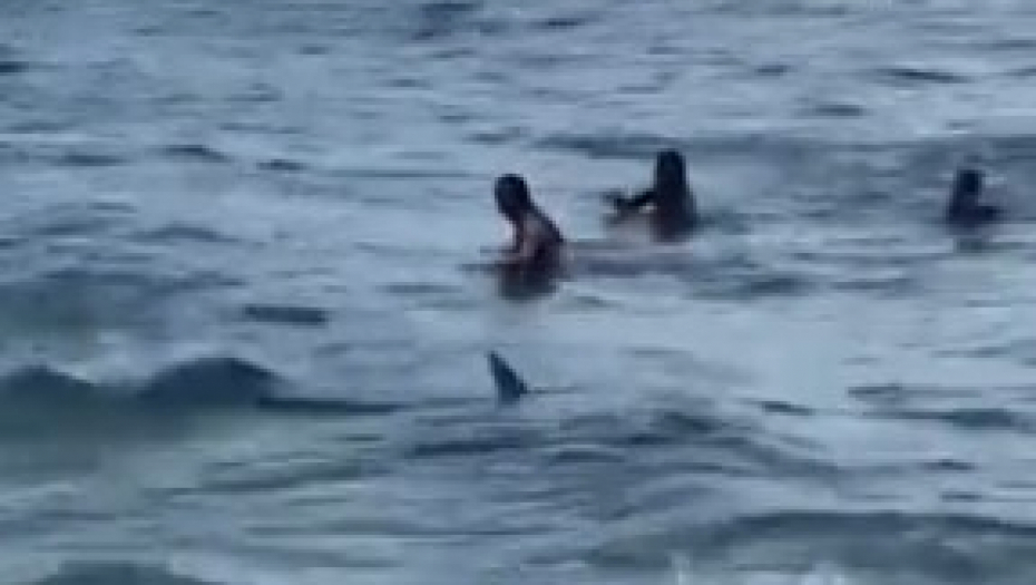 JEZIVA SCENA U PLIĆAKU  Ajkula samo izronila iz vode, kupači u panici nisu znali gde beže