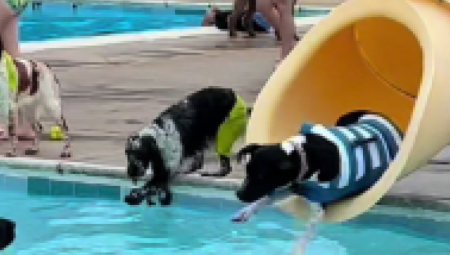 KAD JE VRUĆE, IDE SE NA BAZEN Napuštene pse iz azila odveli na kupanje (VIDEO)