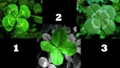 TEST SA SREĆNOM DETELINOM Odaberite koja vam je najlepša i saznajte šta vas bitno čeka uskoro