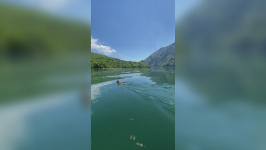 LJUBAV NE ZNA ZA GRANICE Srndać preplivava jezero da bi u susednoj državi našao partnerku (FOTO)