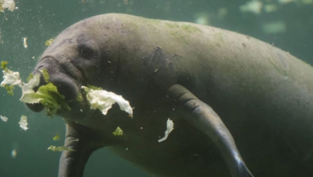 SAMO JE POTONUO NA DNO Preokret u slučaju smrti u akvarijumu, kada su shvatili šta su životinje radile ostali su bez teksta