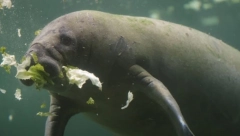 SAMO JE POTONUO NA DNO Preokret u slučaju smrti u akvarijumu, kada su shvatili šta su životinje radile ostali su bez teksta