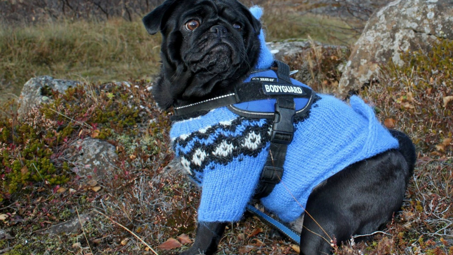 I POLICIJA "PALA" NA PSIĆA Spasili ga od pijane žene, a onda uradili ovo