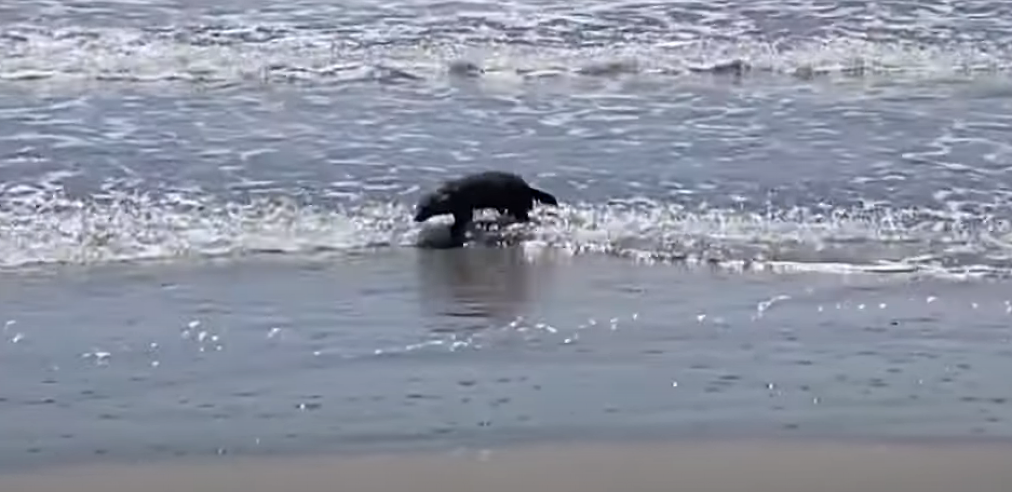 VLASNIK KUĆE PRONAŠAO STVORENJE ZA KOJE SE VEROVALO DA JE ISTREBLJENO Ima nade za divlje životinje!