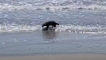 MALA DLAKAVA ŽIVOTINJA IZAŠLA IZ MORA Počeo da trlja oči: Ovo se viđa jednom u životu (VIDEO)