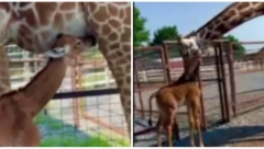 OVA ŽIRAFA JE POSEBNA Veruje se da je ona jedina na svetu koja je ovako rođena, u toku je glasanje za njeno ime (FOTO/VIDEO)