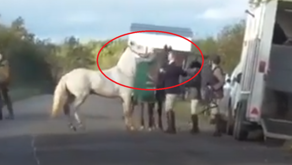 NASTAVNICA KOJA JE TUKLA KONJA PRED SUDOM Pušten je i snimak kao ključni dokaz