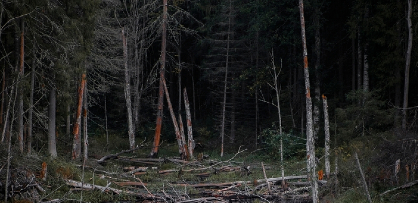DRAMA U HRVATSKOJ, PRONAĐENE LJUDSKE KOSTI Policija hitno stigla u šumu u Istri