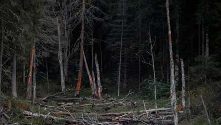DRAMA U HRVATSKOJ, PRONAĐENE LJUDSKE KOSTI Policija hitno stigla u šumu u Istri