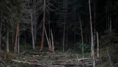 ČASNE SESTRE ILEGALNO SEKLE ŠUMU! Napravile haos, sve zakrčile, ljudima sad prete klizišta!