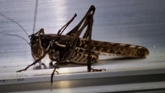 NAJEZDA, NAPASTI IDU U ROJEVIMA Usred grada ljudi ne smeju da otvore prozor